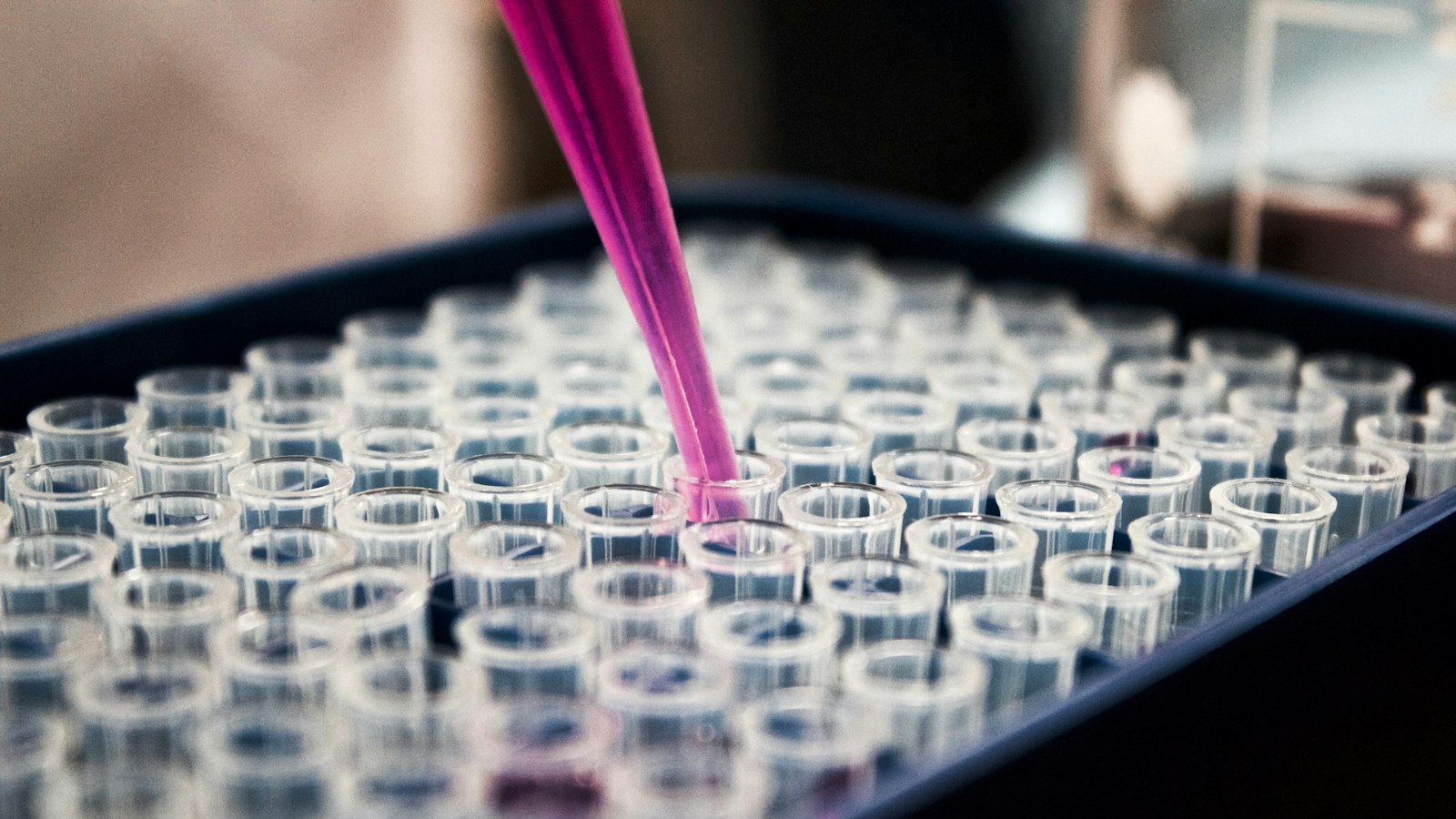 Liquid is pipetted into rows of sample tubes