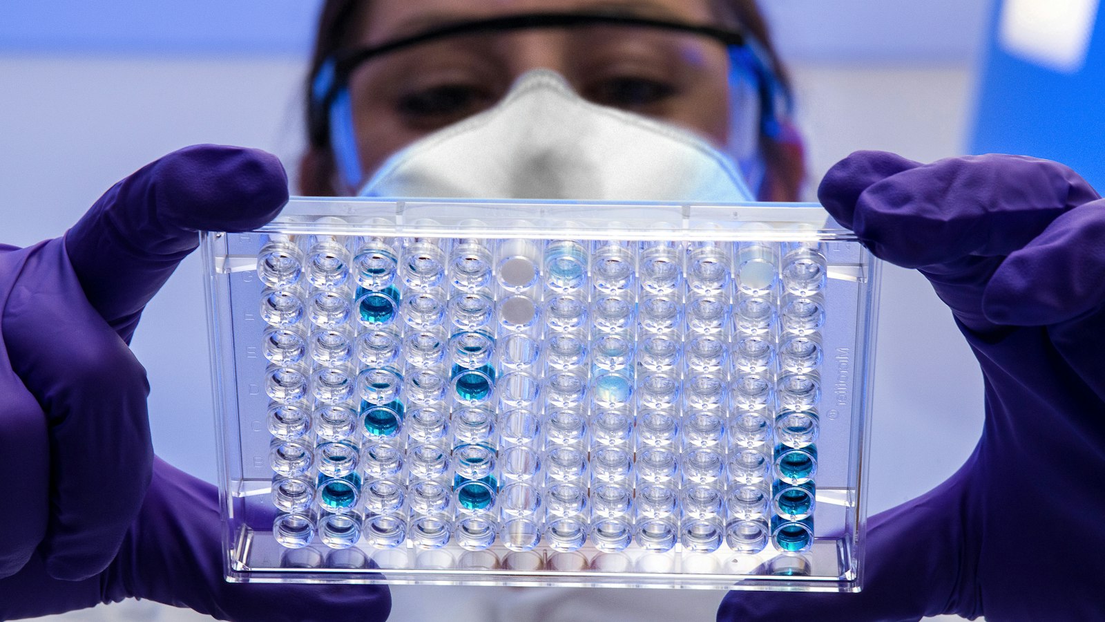 A researcher holds a multi-well plate with blue samples